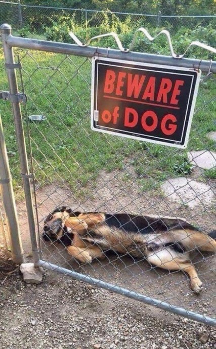 Уффф, какая же злая собака!