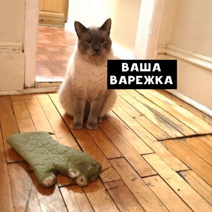 Умные коты на вес золота.