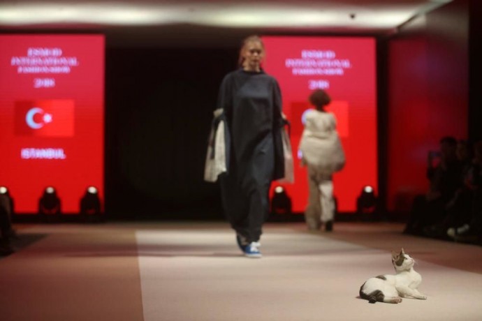 В Стамбуле кошка затмила всех моделей на показе мод