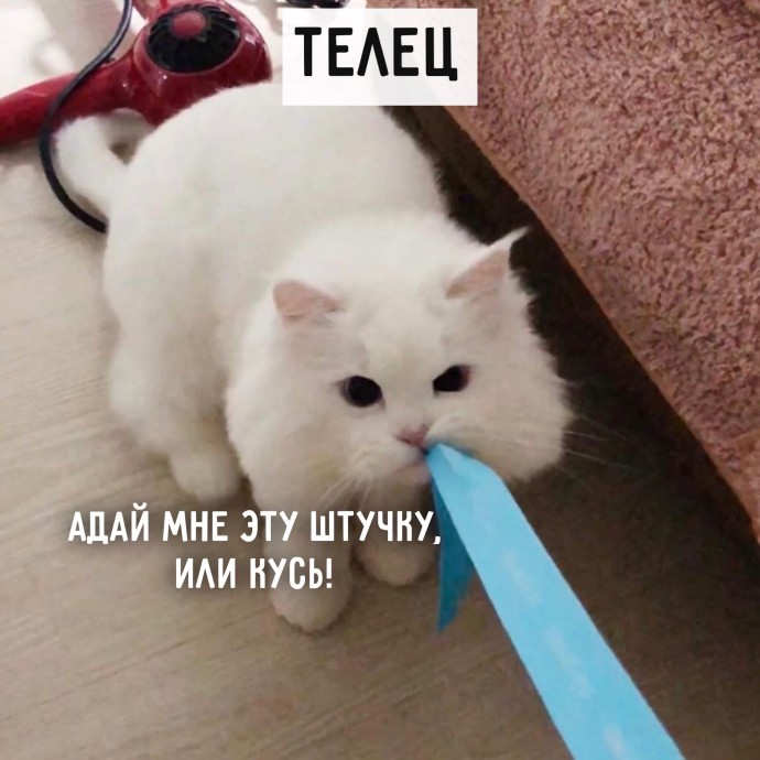 А какой ты котик?