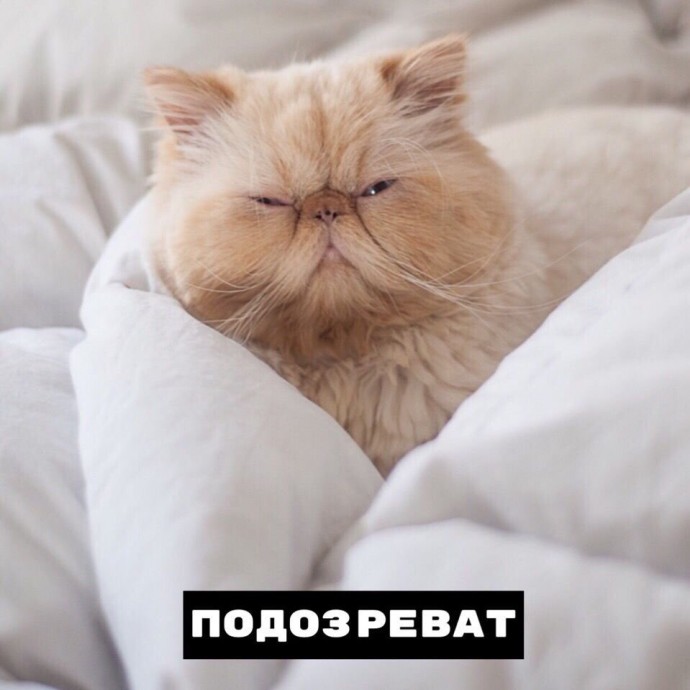 Кот умеет все