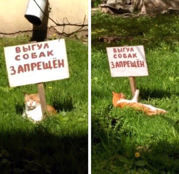 Котопост