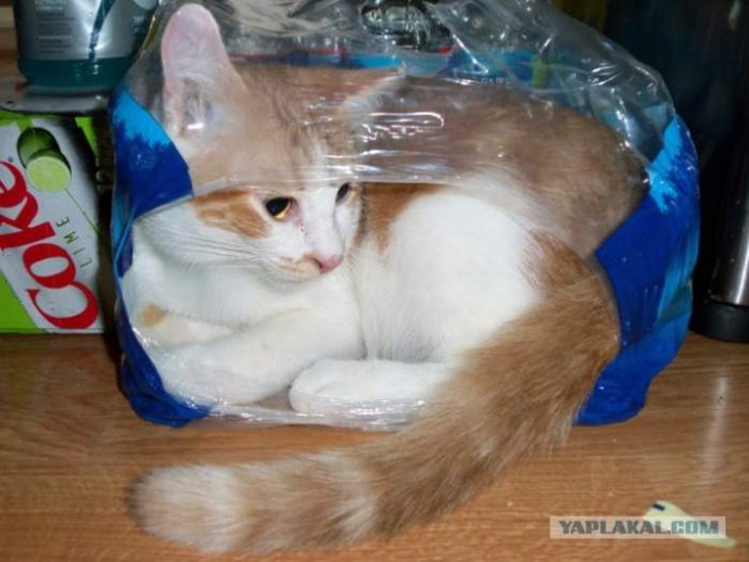 Коты против пакетов: настоящая усато-полосатая авантюра