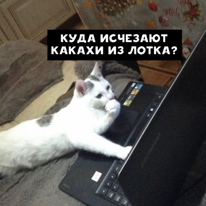 О чем гуглят коты