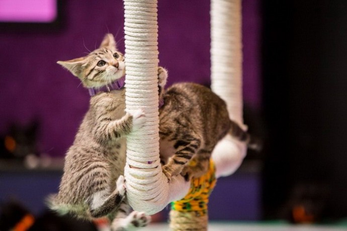 Чемпионат по кошачьему футболу Kitten Bowl