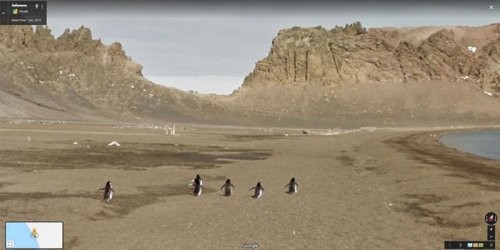 Google Street View с участием животных