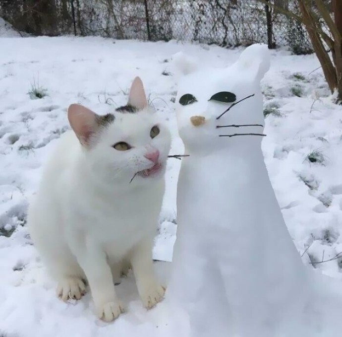 Кошачье поведение, которое вызывает кучу вопросов