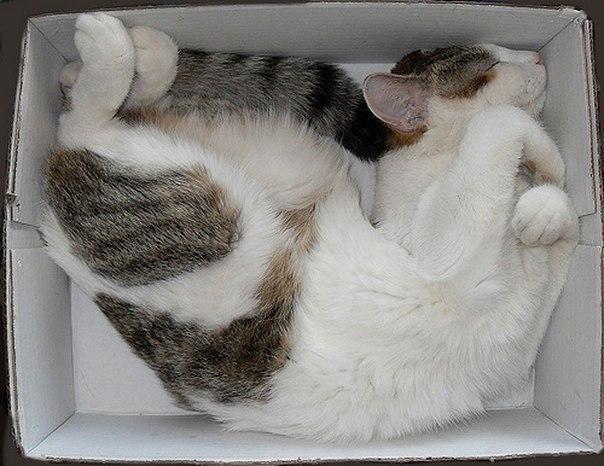 Кошки могут спать где захотят и как захотят