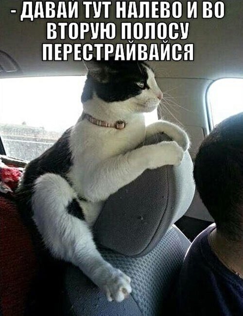 Котопост