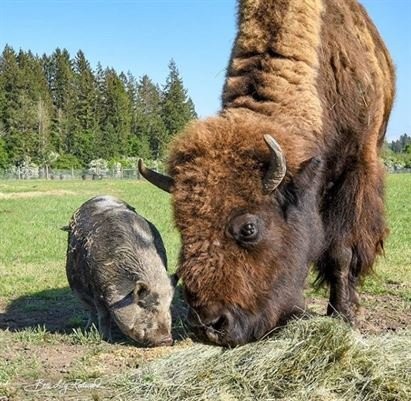 Настоящая дружба не подчиняется правилам