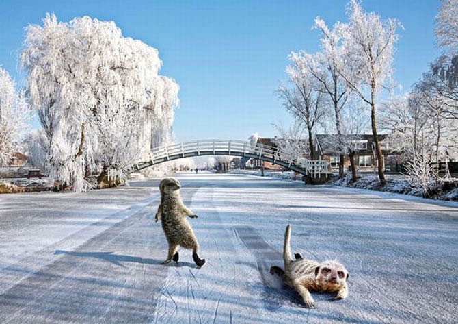 Сурикаты сами по себе забавные и позитивные зверьки, а с капелькой фотошопа они еще веселее!