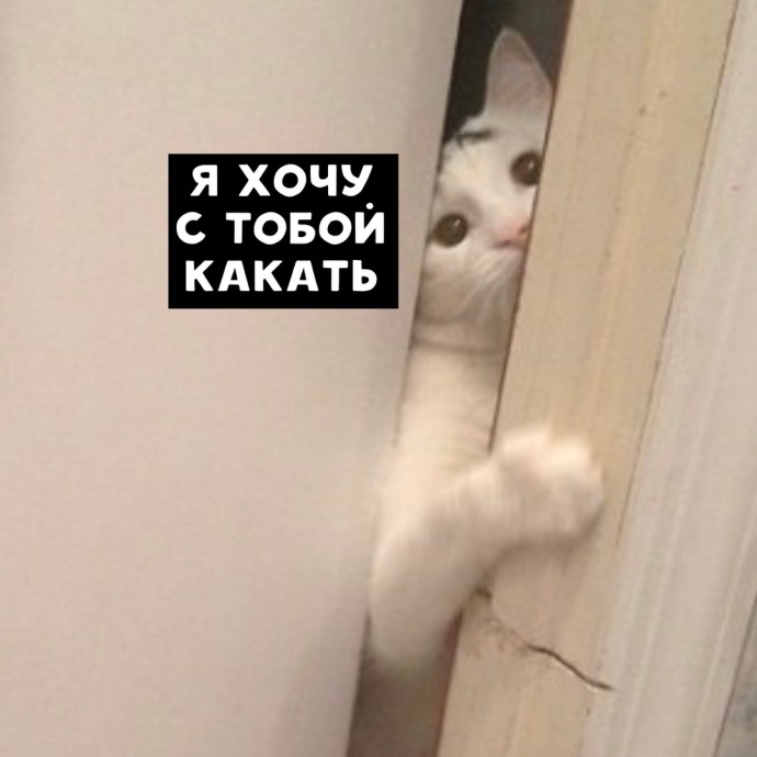 Жизнь с котом глазами котиста