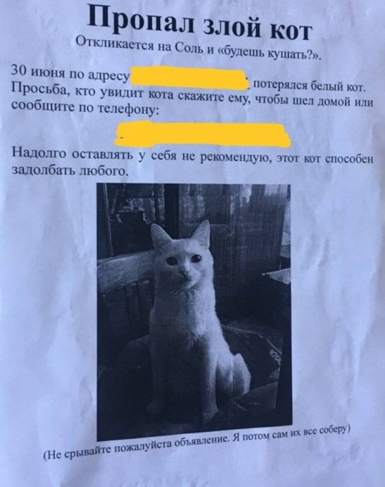 Коты настолько самодостаточны, что для них и про них уже сочиняют объявления