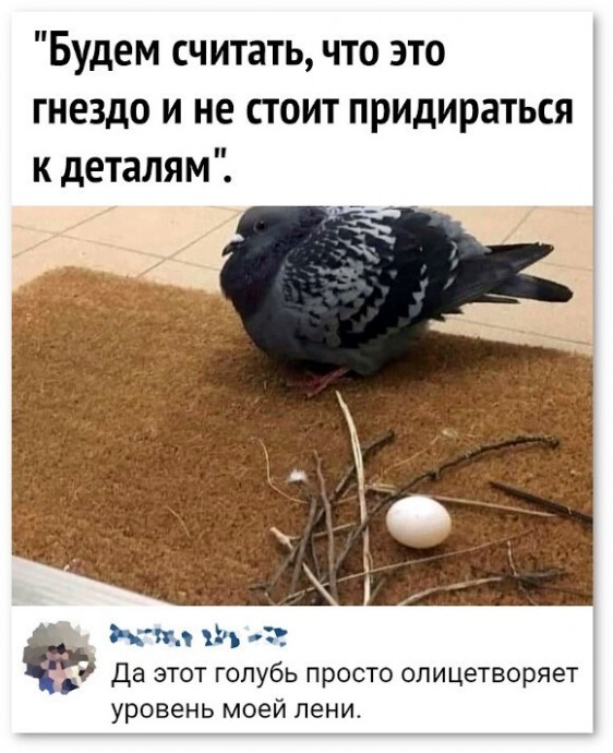 У голубей свои причуды