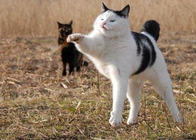 Эти шикарные фотографии мгновенно проявляют истинную суть котов)