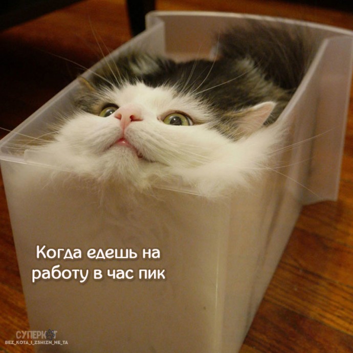 Котики похожи на нас больше, чем кажется!