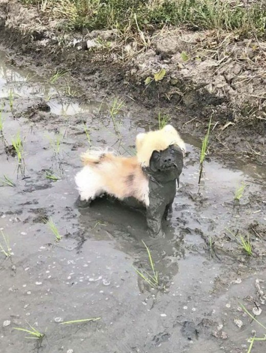Потому что собаки и грязь созданы друг для друга