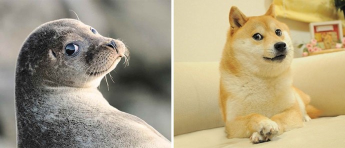 Забавные морские котики очень похожи на собачек