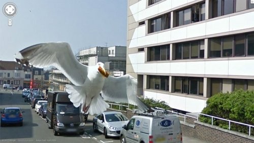 Google Street View с участием животных