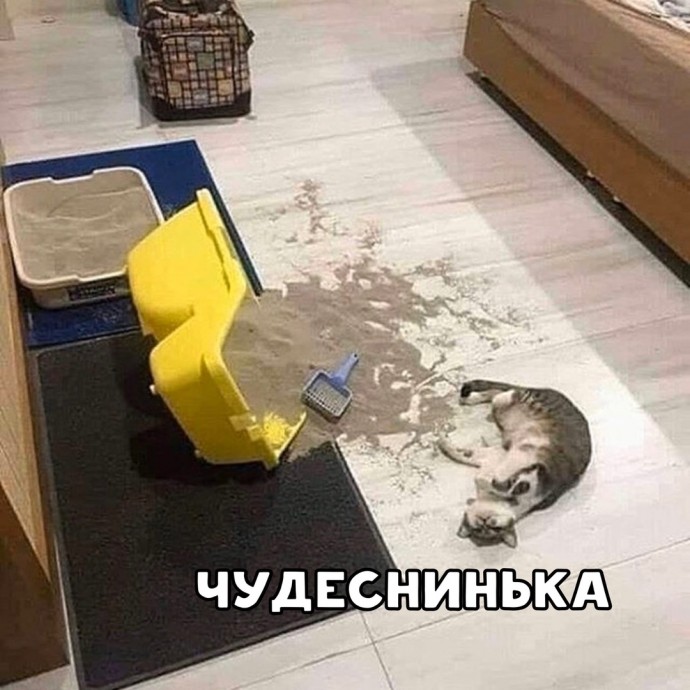 Я кот, я так вижу