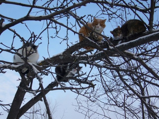 Котики прилетели с зимовки