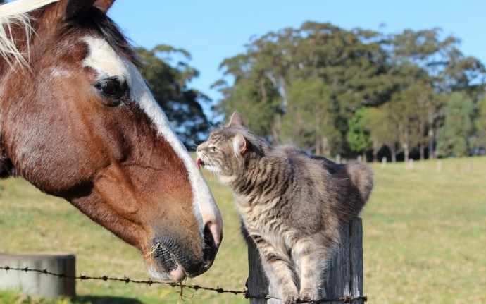 Неожиданная любовь кошек и лошадей!)