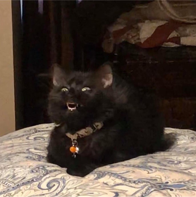 6 доказательств того, что чёрные коты - приспешники дьявола