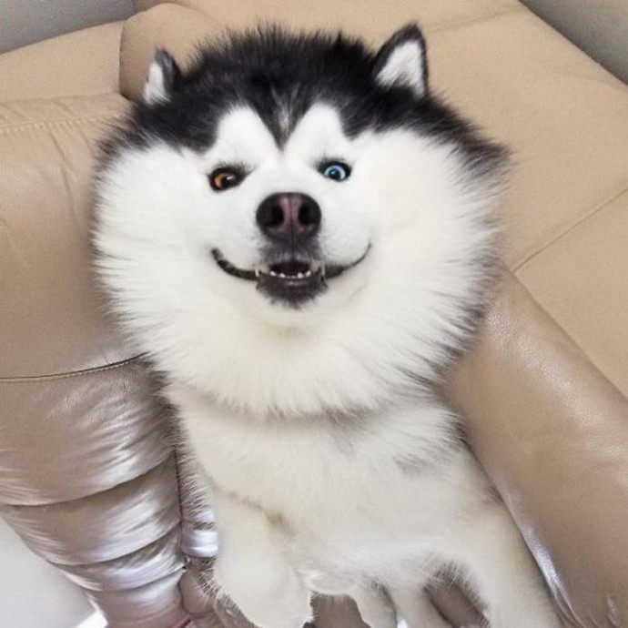 Давайте зарядимся позитивом от этой улыбчивой собачки!