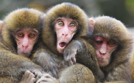 Смешные фото обезьян: градус позитива растёт