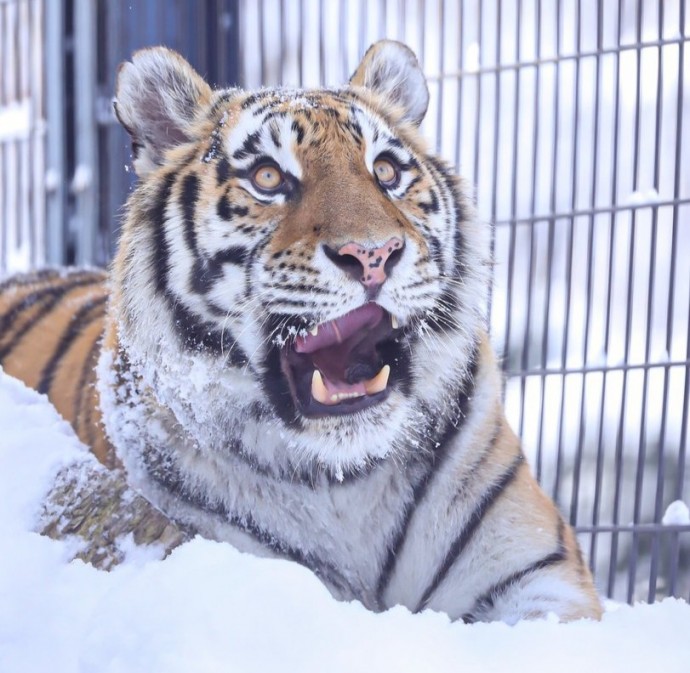 Тигр впервые попробовал снег и ему понравилось!