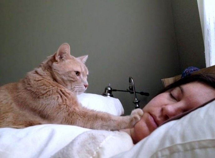 В доме, где есть кот, будильник не нужен!