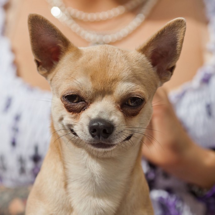 Чихуахуа — хамелеон в обличии собаки.