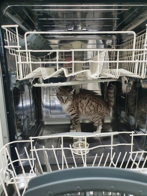 Если бы эти котики знали значение слова "наглость", им бы стало стыдно... Но это не точно... Если бы эти котики знали значение слова "наглость", им бы стало стыдно... Но это не точно...