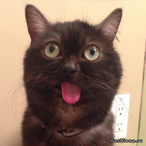 Фото эмоциональных котов, глядя на которые начинаешь смеяться.