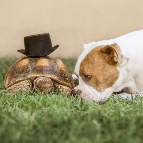 Неожиданная дружба между собакой и черепахой