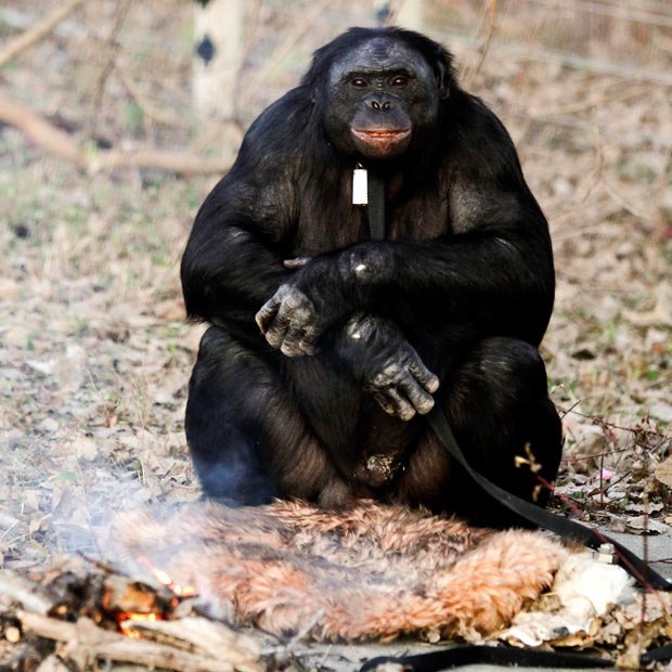 Ничего особенного, просто обезьяна, которая разводит огонь и готовит пищу.