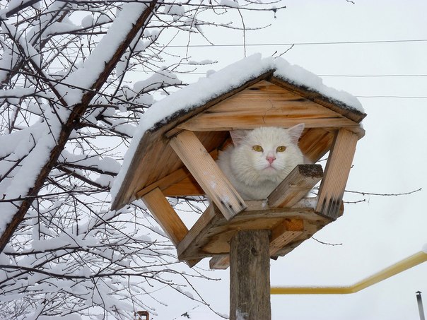 Котики прилетели с зимовки