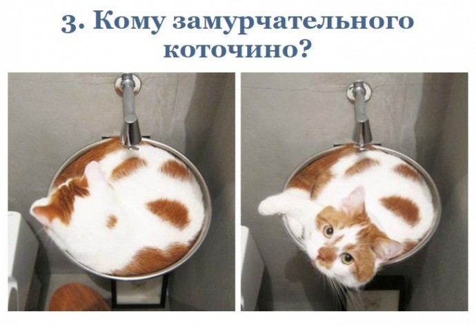 Ох уж эти котейки!