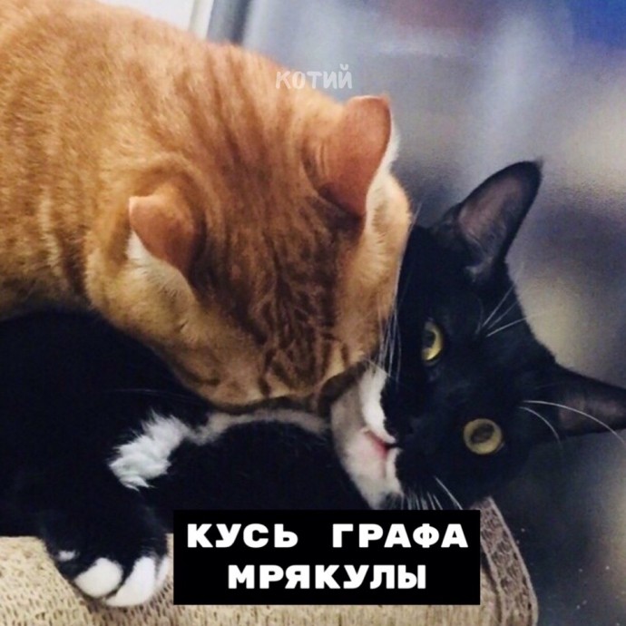 Кусь бывает разный