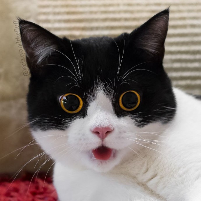 Кошка с совиными глазами и выразительным выражением морды.