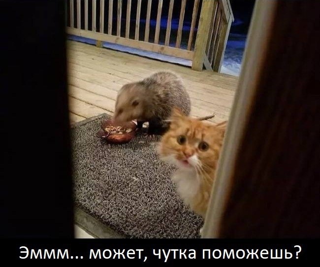 Опoссум и домашний кот