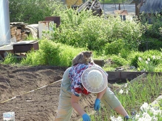 Вот кому на даче жить хорошо...