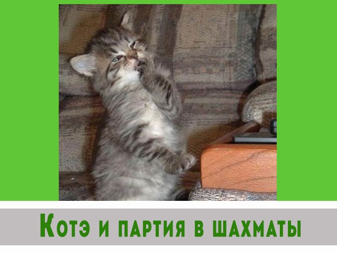 Котэ готовятся к съемкам в блокбастере.