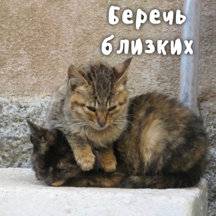 Котики умеют