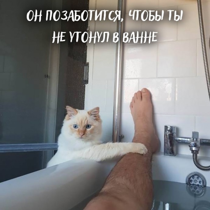 Если вы всё ещё не завели кота