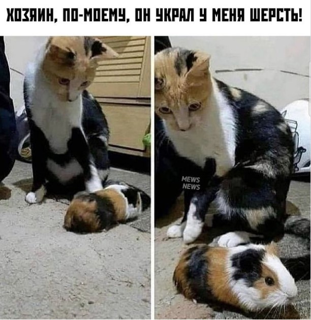 Забавные животные, которые вызовут у вас улыбку