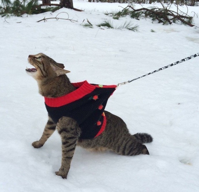 Кошки и снег - это две несовместимости