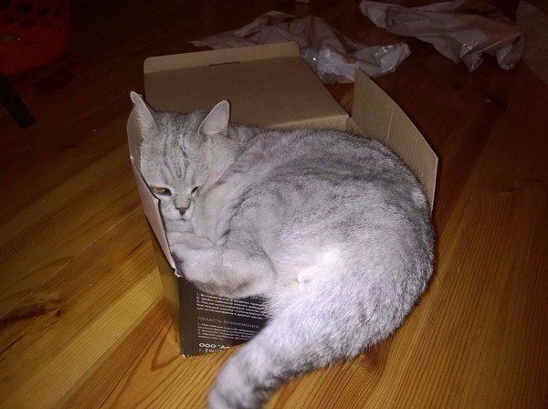 Коты любят коробки, потому что те похожи на капсулы, в которых они были спущены на Землю.