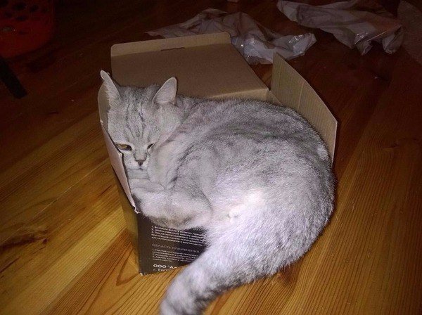 Коты любят коробки, потому что те похожи на капсулы, в которых они были спущены на Землю. Коты любят коробки, потому что те похожи на капсулы, в которых они были спущены на Землю.
