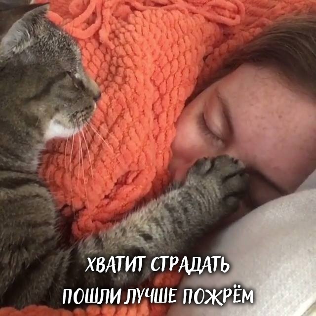 Кошка – твой лучший психолог